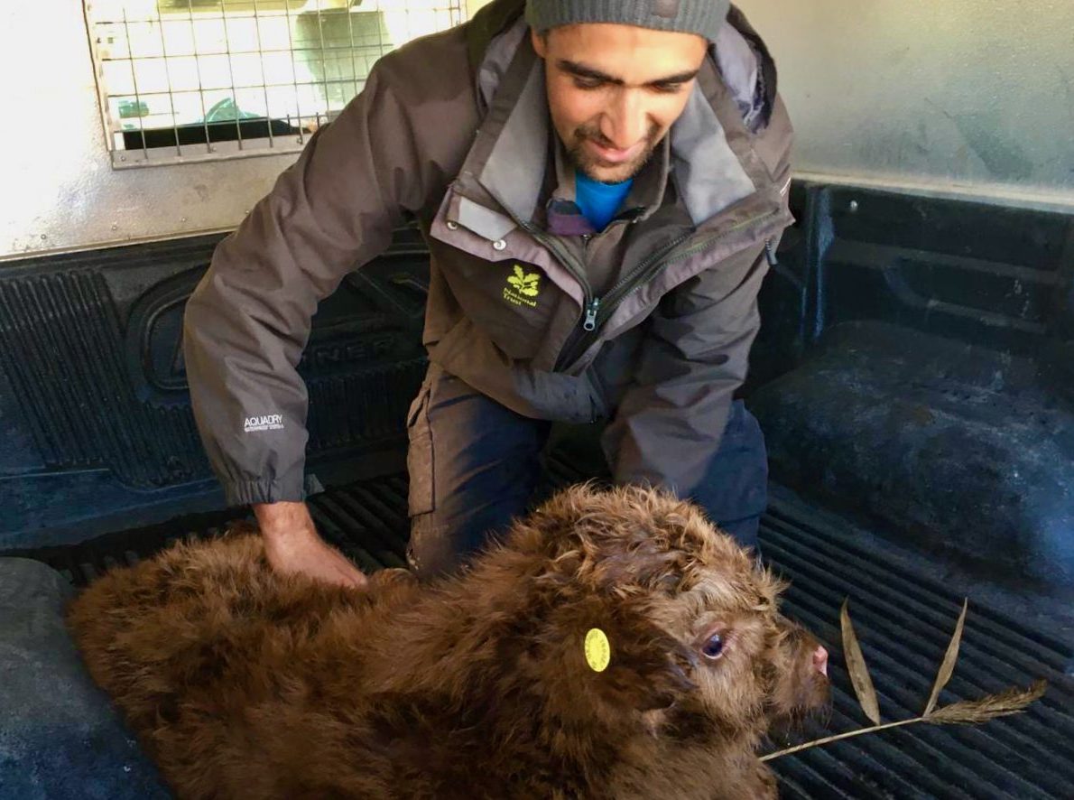 Highland Cow calf ear-tagging
